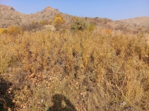 Վաճառվում է հողատարածք